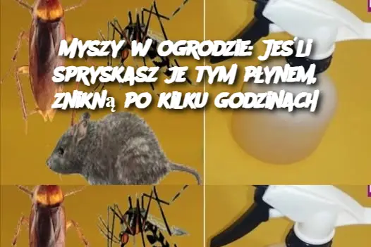 Myszy w ogrodzie: Jeśli spryskasz je tym płynem, znikną po kilku godzinach