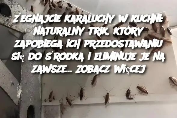 Żegnajcie karaluchy w kuchni: naturalny trik, który zapobiega ich przedostawaniu się do środka i eliminuje je na zawsze… Zobacz więcej