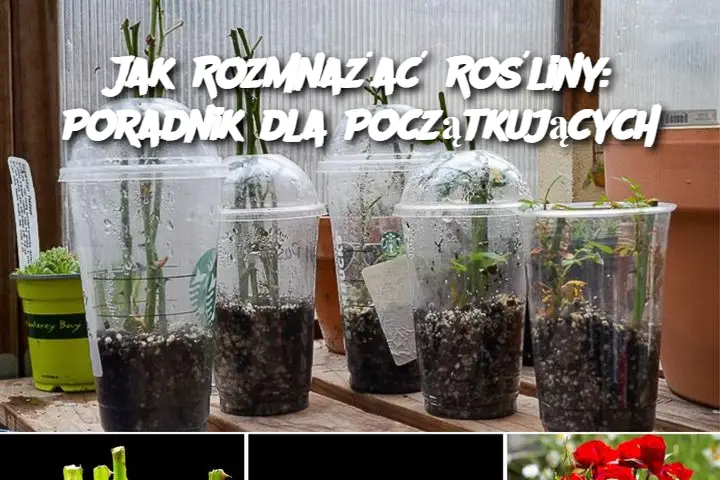 Jak Rozmnażać Rośliny: Poradnik dla Początkujących