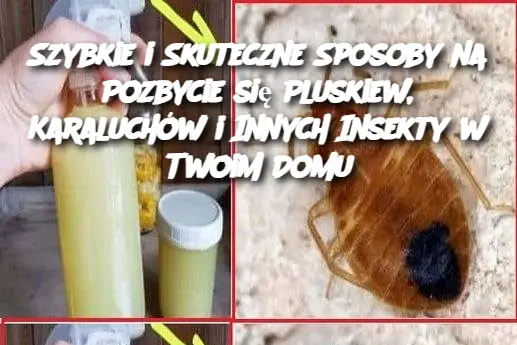 Szybkie i Skuteczne Sposoby na Pozbycie się Pluskiew, Karaluchów i Innych Insekty w Twoim Domu