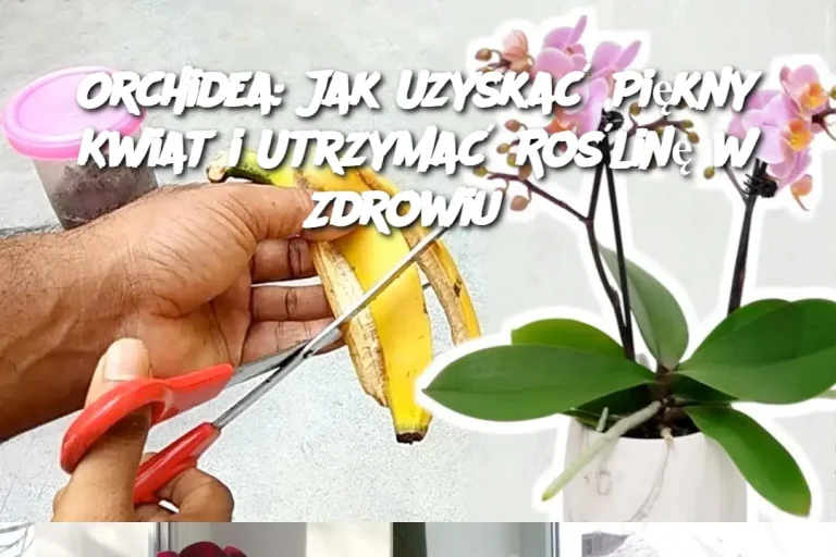 Orchidea: Jak Uzyskać Piękny Kwiat i Utrzymać Roślinę w Zdrowiu?