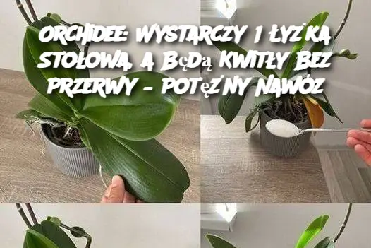 Orchidee: Wystarczy 1 Łyżka Stołowa, a Będą Kwitły Bez Przerwy – Potężny Nawóz