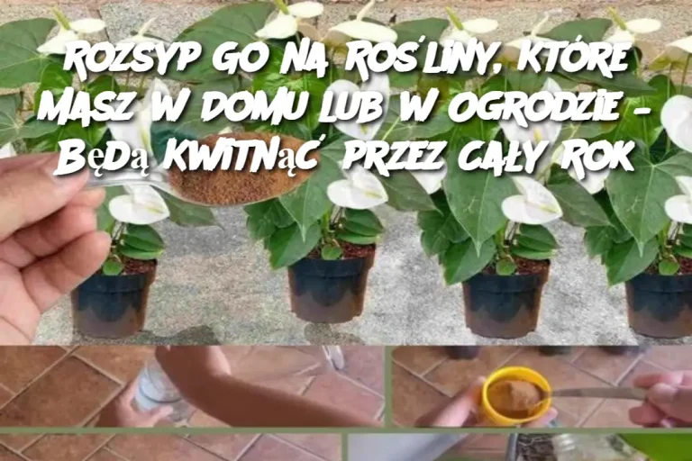 Rozsyp Go na Rośliny, Które Masz w Domu lub w Ogrodzie – Będą Kwitnąć przez Cały Rok