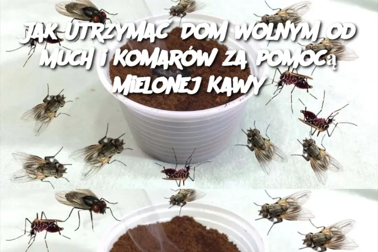 Jak Utrzymać Dom Wolnym od Much i Komarów za pomocą Mielonej Kawy