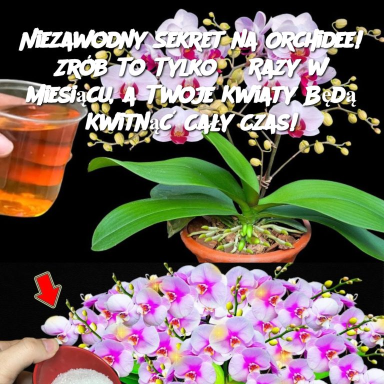 Niezawodny Sekret na Orchidee! Zrób To Tylko 3 Razy w Miesiącu, a Twoje Kwiaty Będą Kwitnąć Cały Czas!