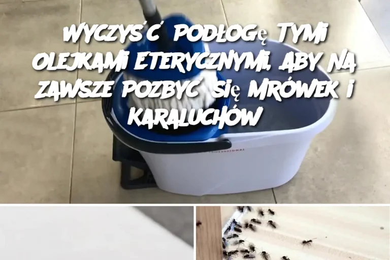 Wyczyść Podłogę Tymi Olejkami Eterycznymi, Aby Na Zawsze Pozbyć się Mrówek i Karaluchów