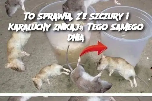 To Sprawia, Że Szczury i Karaluchy Znikają Tego Samego Dnia