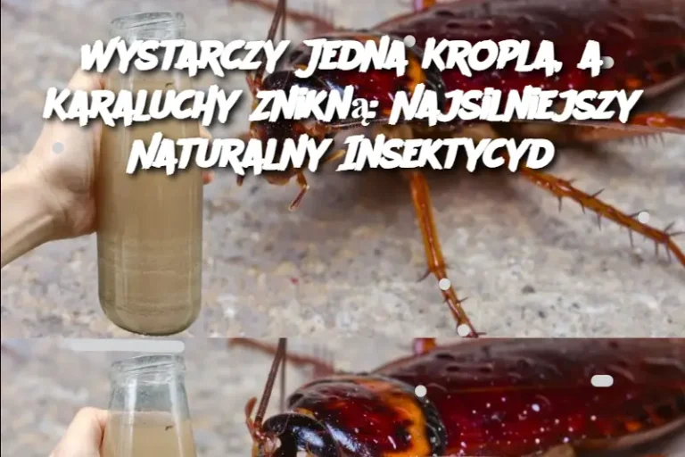 Wystarczy Jedna Kropla, a Karaluchy Znikną: Najsilniejszy Naturalny Insektycyd