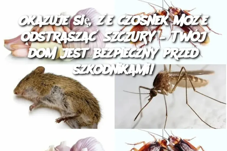 Okazuje się, że czosnek może odstraszać SZCZURY – Twój dom jest bezpieczny przed szkodnikami!