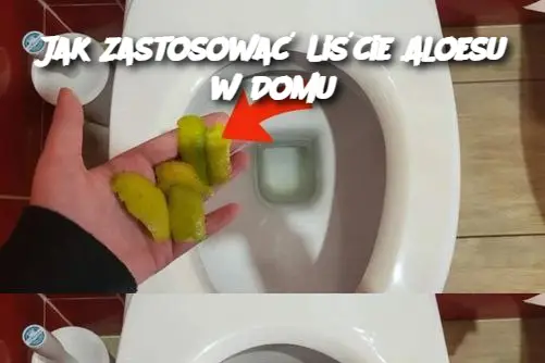 Jak Zastosować Liście Aloesu w Domu