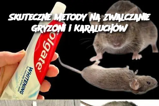 Skuteczne Metody na Zwalczanie Gryzoni i Karaluchów