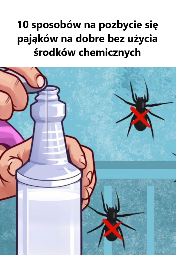 10 sposobów na pozbycie się pająków na dobre bez użycia środków chemicznych