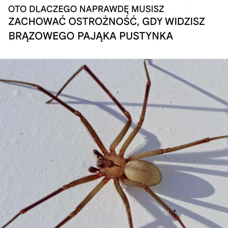 Oto Dlaczego Naprawdę Musisz Zachować Ostrożność, Gdy Widzisz Brązowego Pająka Pustynka