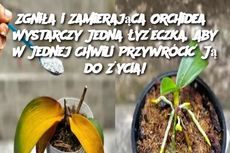 Zgniła i Zamierająca Orchidea? Wystarczy Jedna Łyżeczka, Aby W Jednej Chwili Przywrócić Ją do Życia!