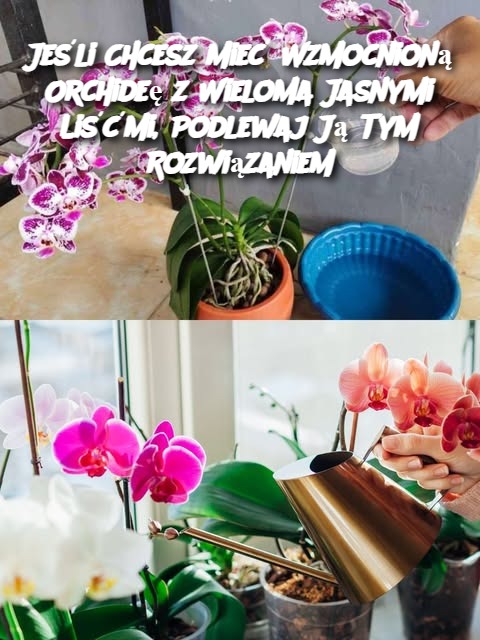 Jeśli Chcesz Mieć Wzmocnioną Orchideę z Wieloma Jasnymi Liśćmi, Podlewaj Ją Tym Rozwiązaniem