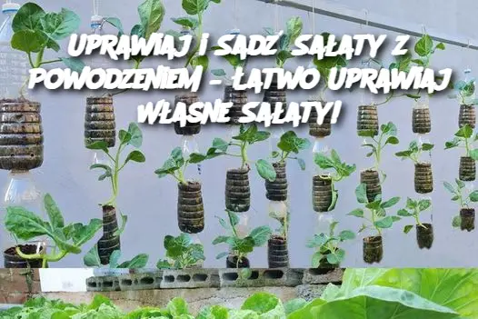 Uprawiaj i Sadź Sałaty z Powodzeniem – Łatwo Uprawiaj Własne Sałaty!