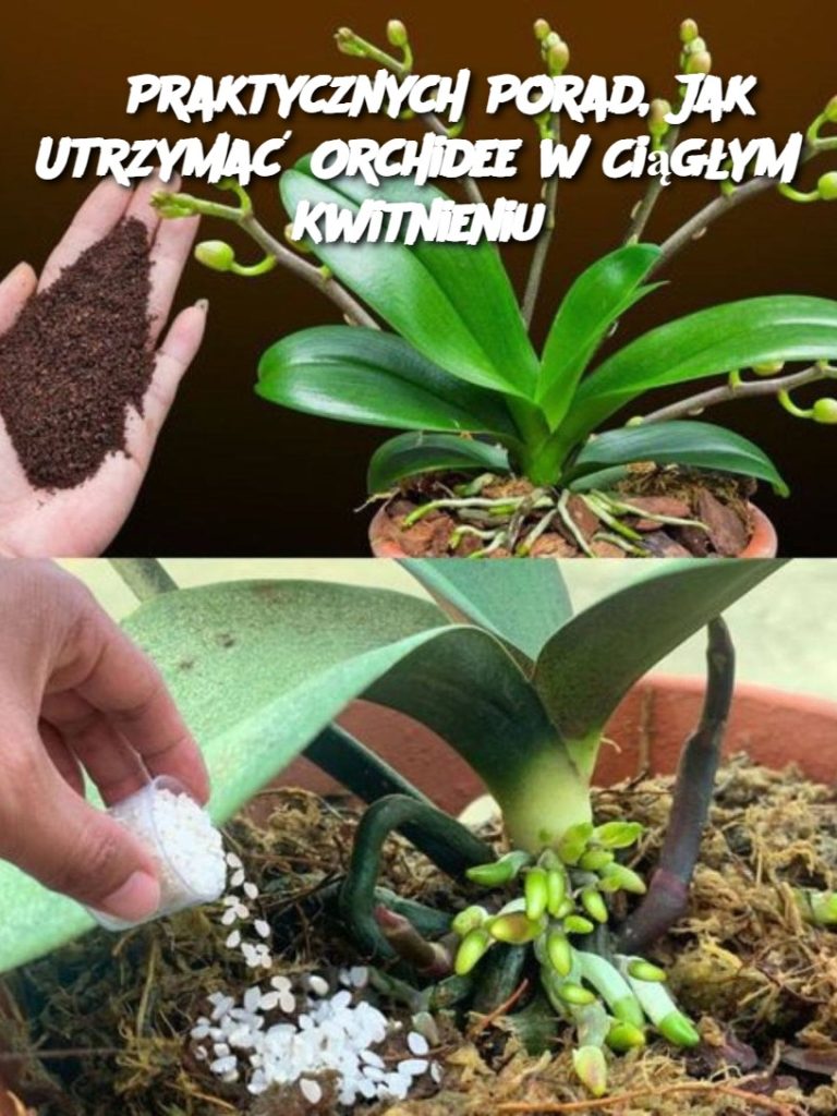 6 Praktycznych Porad, Jak Utrzymać Orchidee w Ciągłym Kwitnieniu