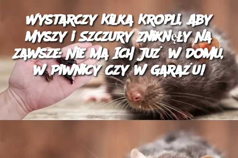 Wystarczy Kilka Kropli, Aby Myszy i Szczury Zniknęły Na Zawsze: Nie Ma Ich Już w Domu, w Piwnicy Czy w Garażu!