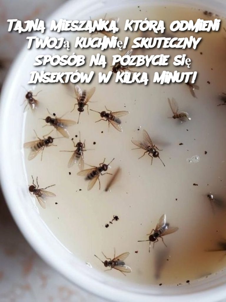 Tajna Mieszanka, Która Odmieni Twoją Kuchnię! Skuteczny Sposób na Pozbycie się Insektów w Kilka Minut!