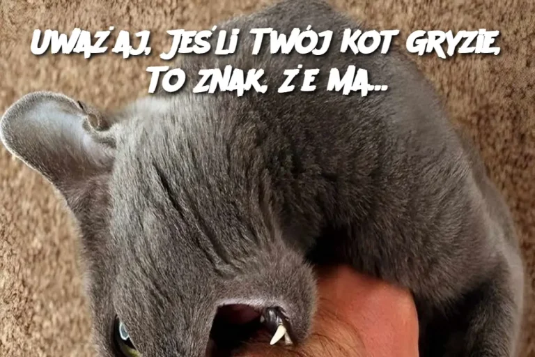 Uważaj, Jeśli Twój Kot Gryzie, To Znak, Że Ma…