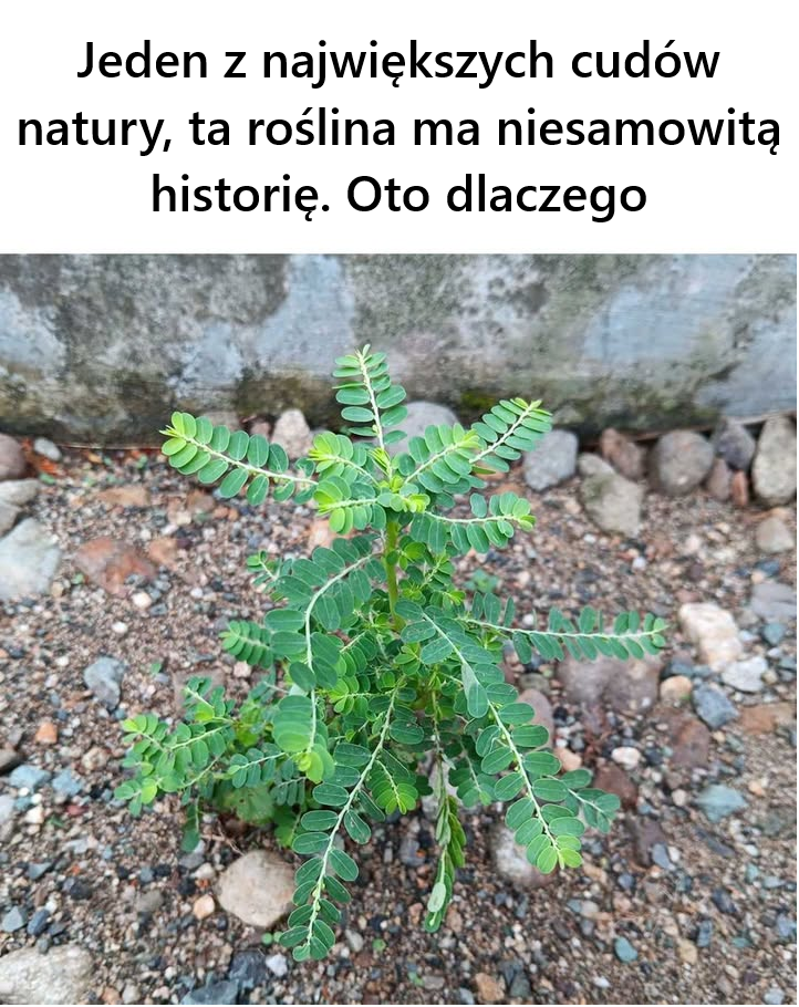 Nie miałem pojęcia! Fascynujące