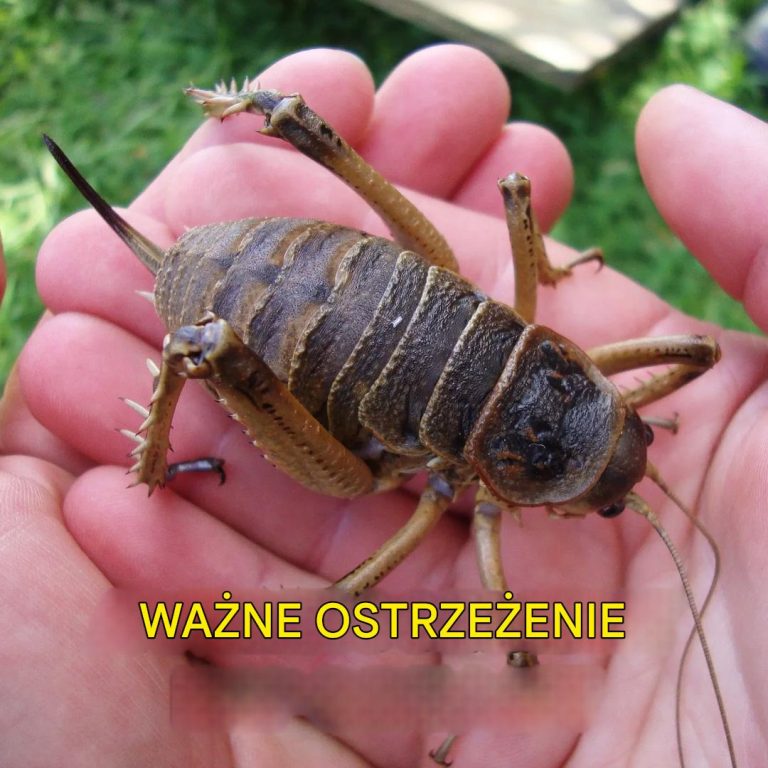 Właśnie Odkryto Najniebezpieczniejszego Owada na Świecie