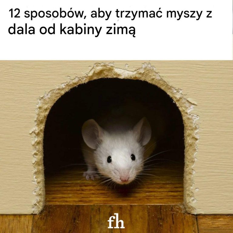 12 sposobów na utrzymanie myszy z dala od domku letniskowego zimą