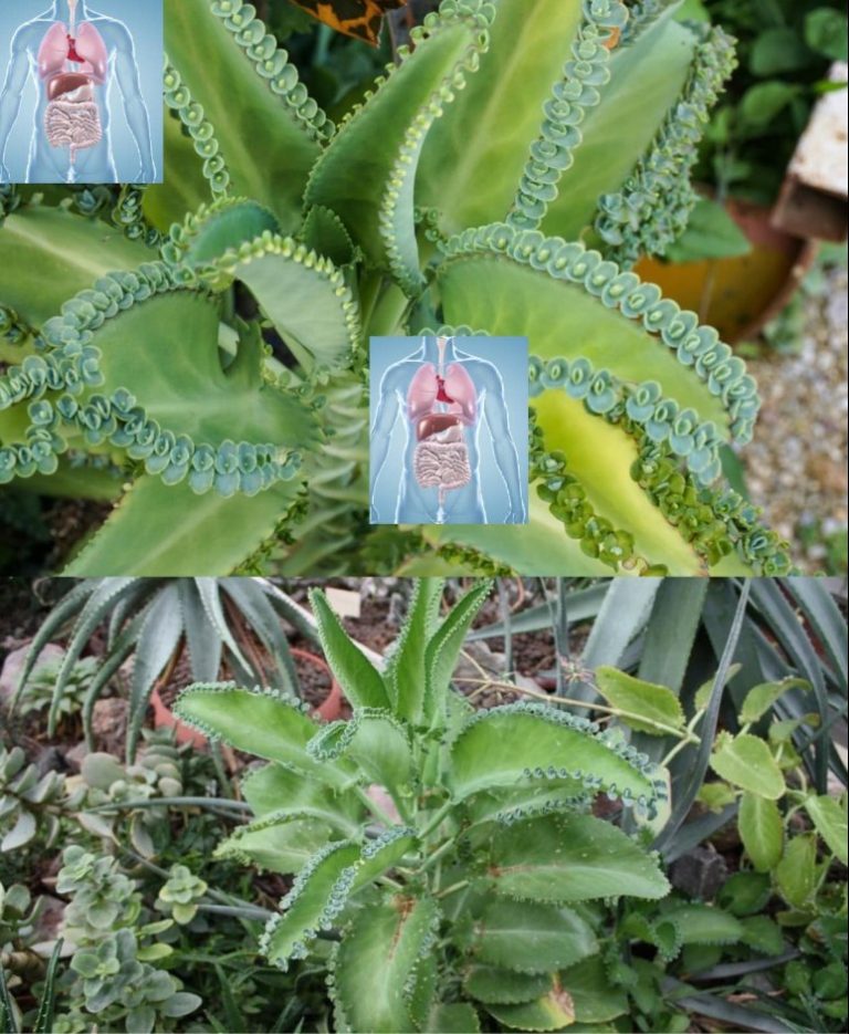 Kalanchoe – Zalety i Pielęgnacja, aby Wprowadzić Je do Swojego Domu