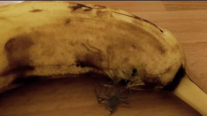 Pająk wychodzi z banana. Prawda czy fałsz?