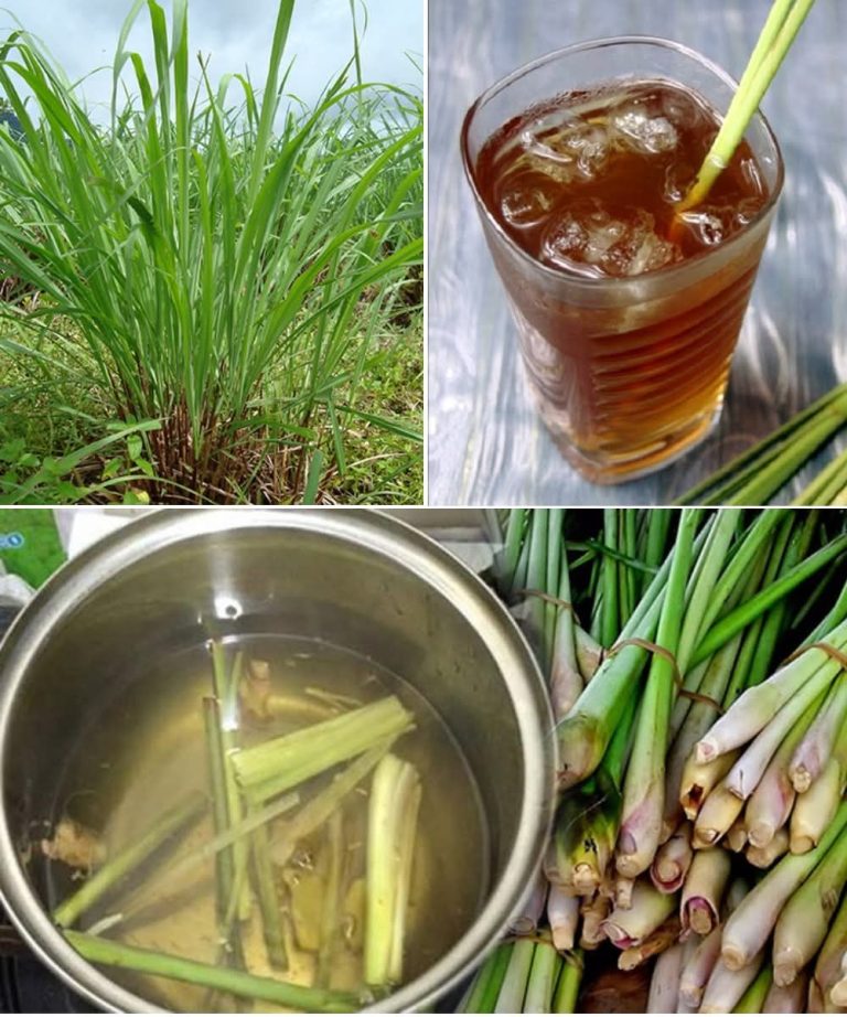 Herbata z Trawy Cytrynowej – Aromatyczna i Naturalnie Zdrowa