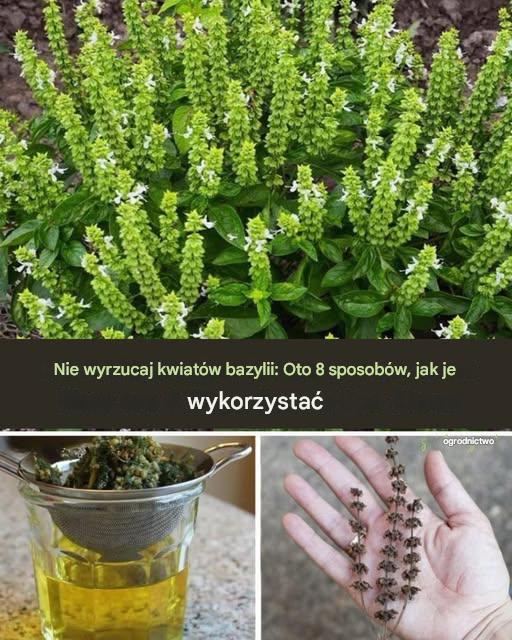Nie wyrzucaj kwiatów bazylii! Oto dlaczego są cenniejsze niż myślisz