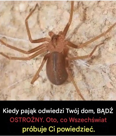 Czy wiesz, że: Kiedy pająk odwiedza Twój dom, to znak,
